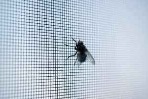 Insektenschutz Pirmasens